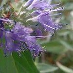 Caryopteris × clandonensis Çiçek