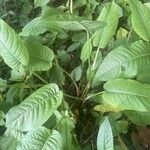 Persicaria orientalis Blatt