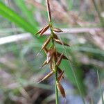 Carex pulicaris Blüte