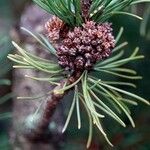 Pinus mugo Плід