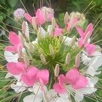 Cleome spinosa Flower
