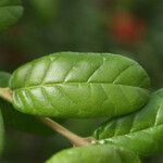 Combretum constrictum Leaf