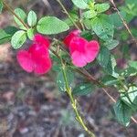 Salvia microphylla Kwiat