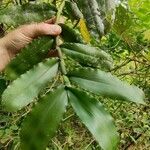 Cyrtorchis monteiroae Hoja
