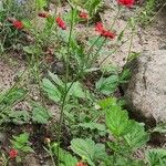 Geum coccineum Habitat