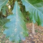 Quercus bicolor Листок