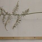 Polybotrya caudata Other