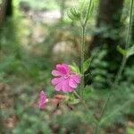 Silene pendulaFlower