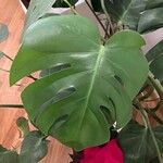 Monstera deliciosa Leaf