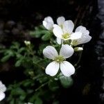 Cardamine plumieri 花