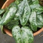 Asarum maximum Blad