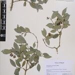 Euonymus echinatus മറ്റ്