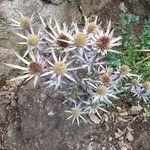 Eryngium bourgatiiFleur