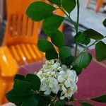 Murraya paniculata Цветок