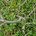 Salix myrsinifolia Bark