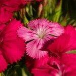Dianthus balbisii Ďalší