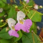 Impatiens balfourii 花