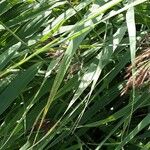 Phragmites australis Leaf