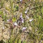 Linaria amethystea Habit