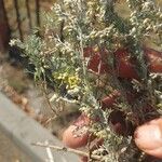 Artemisia austriaca Цвят