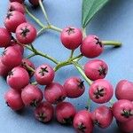 Cotoneaster frigidus Fruit