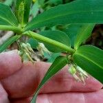 Polygonatum verticillatum Fruit