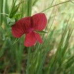 Lathyrus ciceraFlower