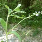 Veronica officinalis 叶