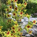 Saxifraga mutata Flor