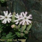 Silene cordifolia Flor