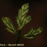 Asplenium seelosii Лист