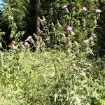 Cirsium altissimum Цветок