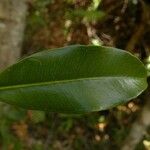 Syzygium aromaticum Leaf