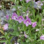 Veronica fruticulosa Plante entière