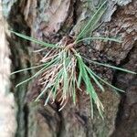 Pinus resinosa ഇല