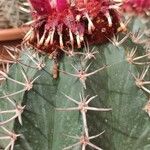 Ferocactus pilosus Leaf