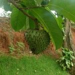 Annona montana Gyümölcs