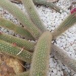 Cleistocactus winteri Koor