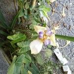 Neomarica northiana Flor