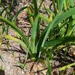 Hesperantha coccinea Leaf