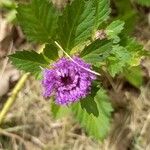 Centratherum punctatum Flower