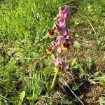 Ophrys tenthredinifera عادت داشتن