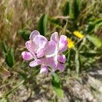 Lathyrus heterophyllus Flower