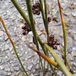 Juncus arcticus Blomma