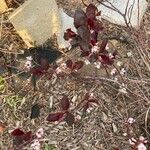 Berberis thunbergiiBlatt