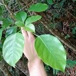 Dendropanax arboreus Blad