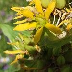 Gentiana luteaFlower