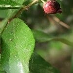 Sideroxylon lycioides Frucht