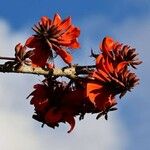 Erythrina caffra Цвят