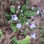 Craterostigma hirsutum Blüte